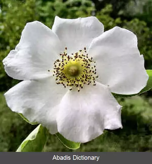 عکس رز چروکی
