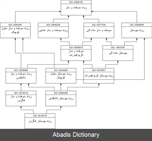 عکس هستی شناسی ژن