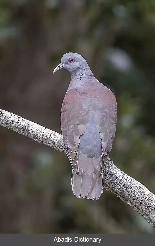 عکس کبوتر ماداگاسکاری