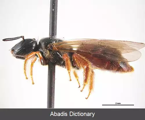 عکس زنبور نی نشین