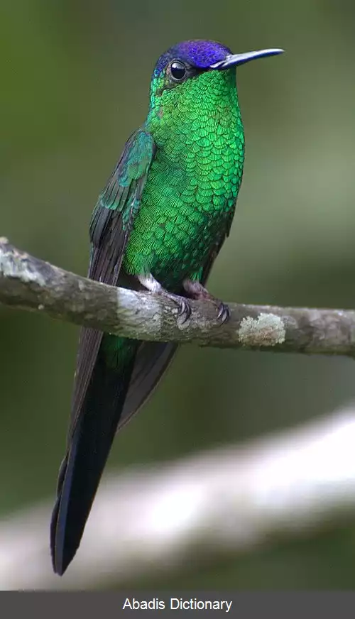 عکس چوب پری