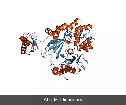 عکس کارباموئیل فسفات سنتتاز III