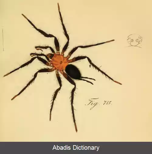 عکس رتیل دودنبی