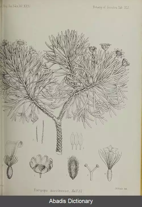 عکس چشم گشوده عربی
