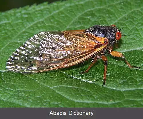 عکس زنجره های دوره ای