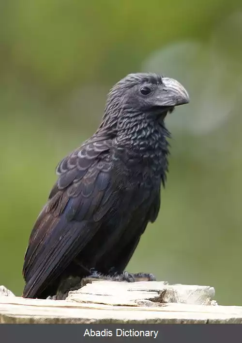 عکس ستبرنوک شیارنوک