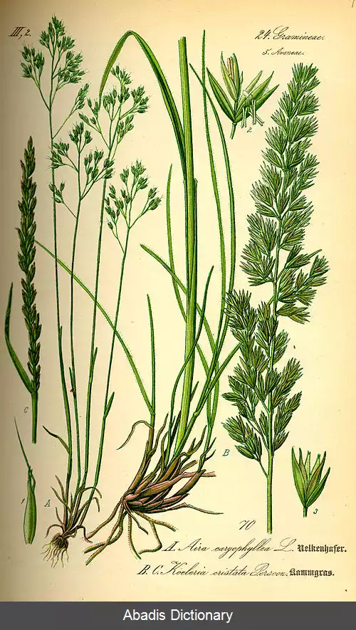 عکس علف تابستانی (سرده)