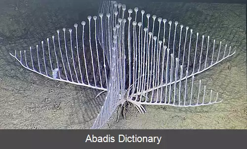 عکس اسفنج چنگی