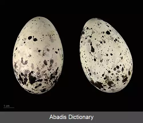 عکس پرسفید سیاه