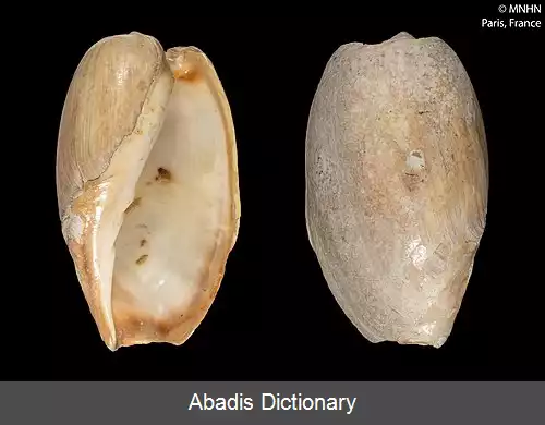 عکس زورقک خیاری