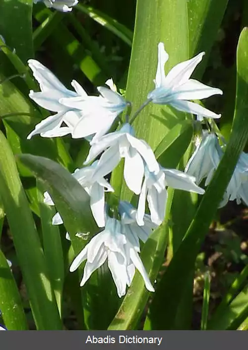 عکس نجم آبی سان (سرده)