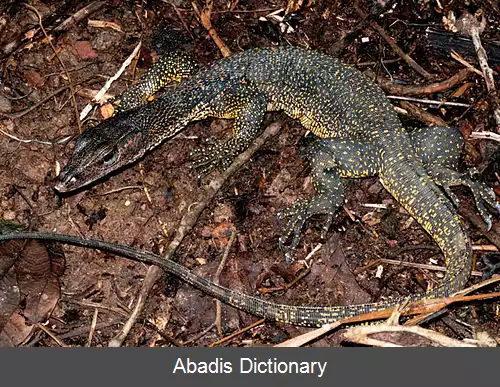 عکس بزمجه آبی مرمری