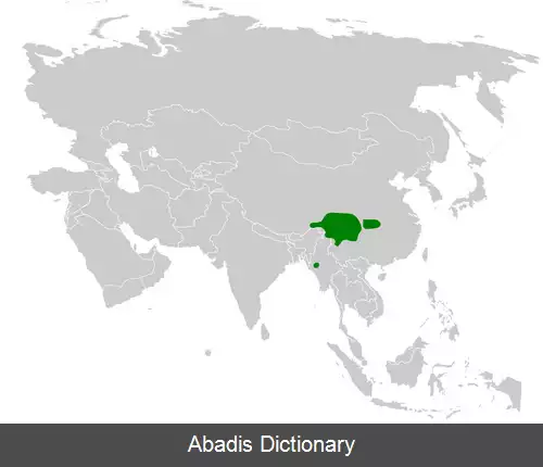 عکس چرخ ریسک چانه سیاه