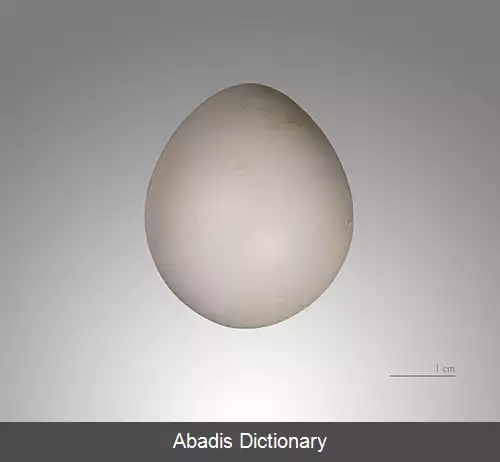 عکس کبک کاکلی