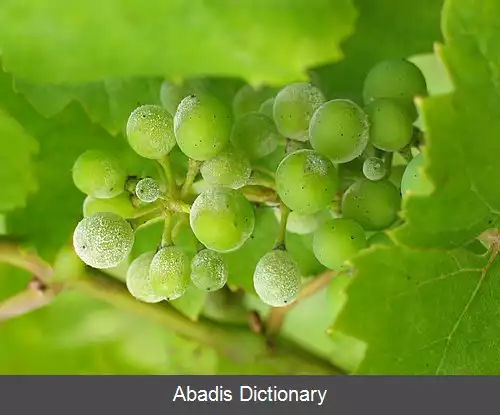 عکس قارچ سفیدک سطحی انگور