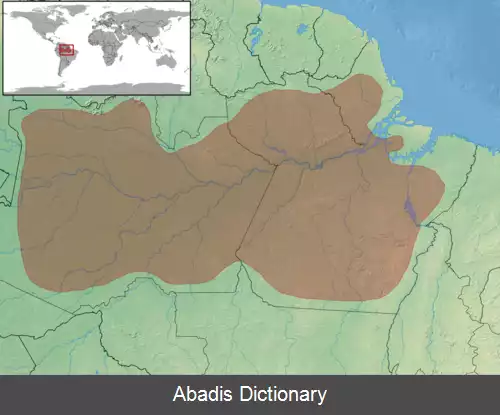 عکس سقنقور مابویا