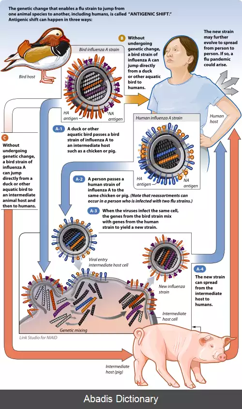 عکس ویروس آنفلوانزای A زیرگروه H1N1