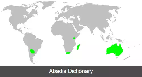 عکس عنکبوت های سرگلابی