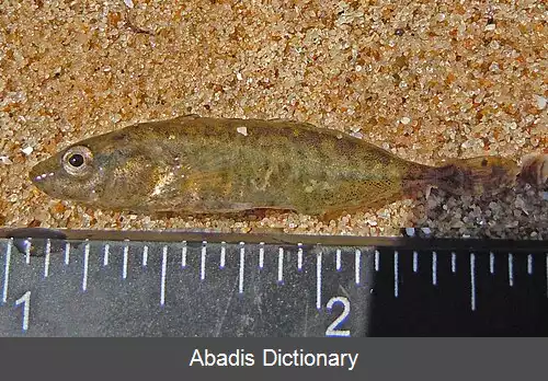 عکس سه خاره نما