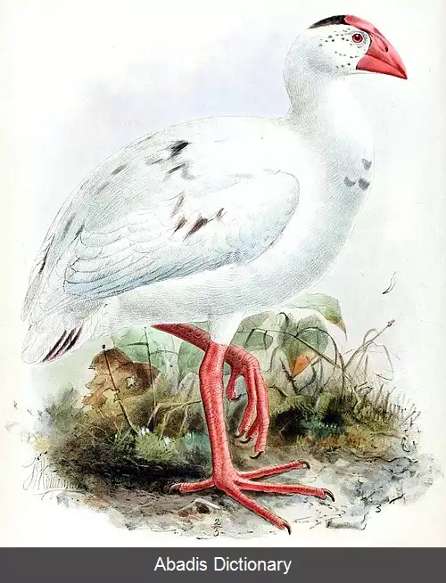 عکس طاووسک سفید