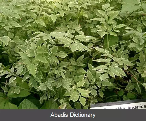 عکس آب چکان جاوه ای