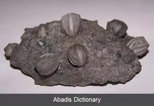 عکس غنچه های دریایی
