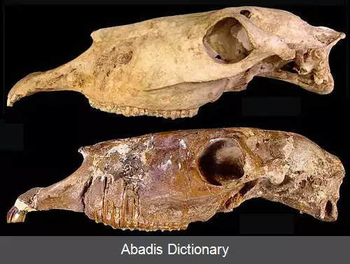 عکس اسب هرینگتون