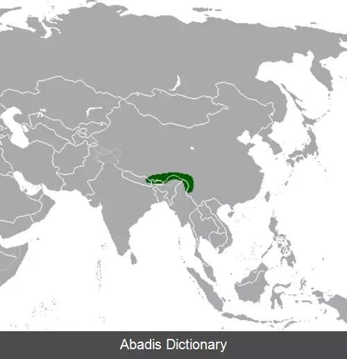 عکس آهوی ختن سیاه