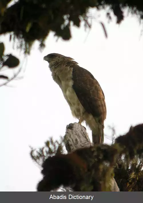 عکس عقاب پاپوآیی