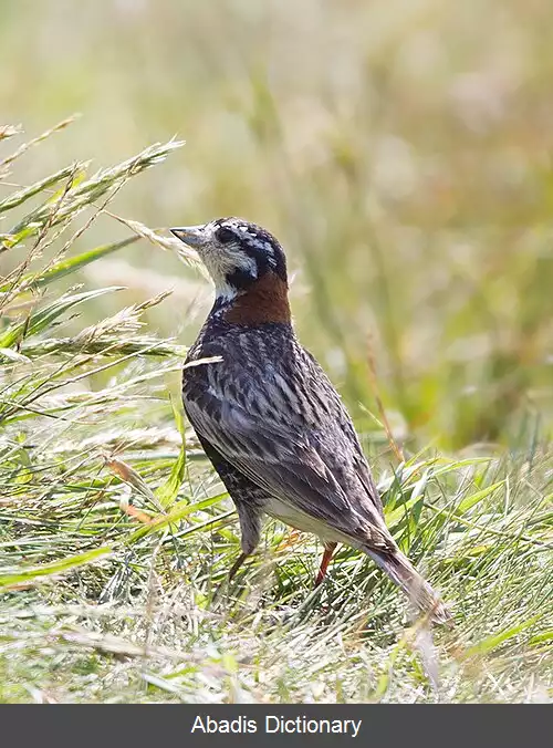 عکس سیخک دراز طوق بلوطی