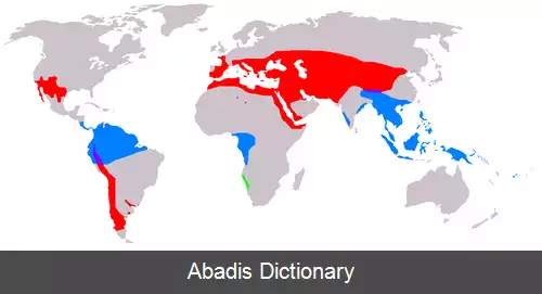 عکس گنتوم تباران