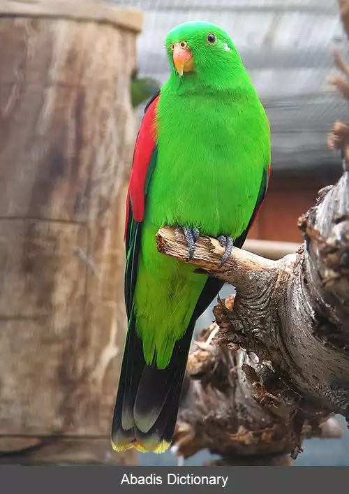 عکس طوطی های بال سرخ