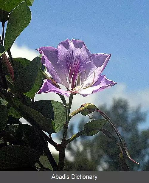 عکس فهرست گل های ایالتی هند