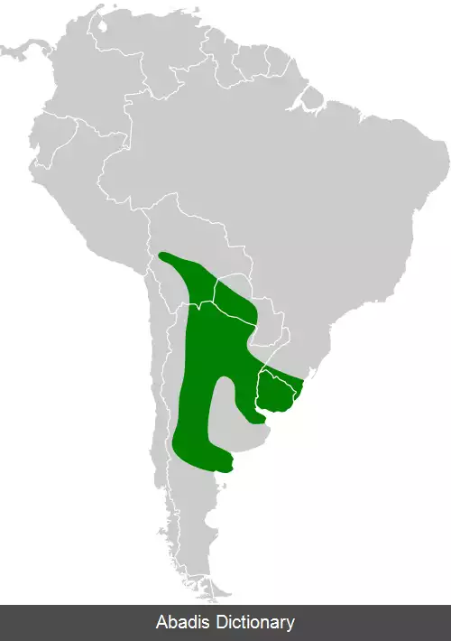 عکس دم تیزک تاج نواری