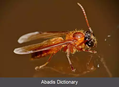 عکس زنبورهای شب زی