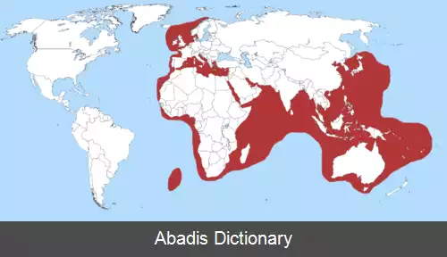 عکس زرکوب ماهی جان