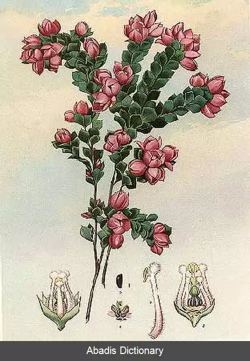 عکس بورونیای دندانه ای