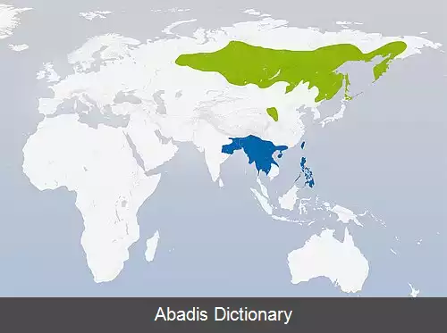 عکس گلویاقوتی سیبری