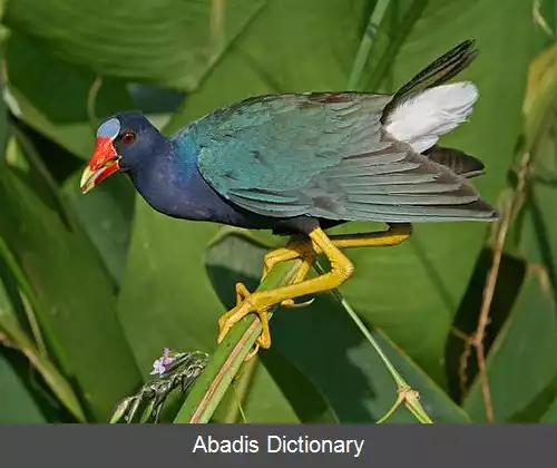عکس طاووسک آمریکایی