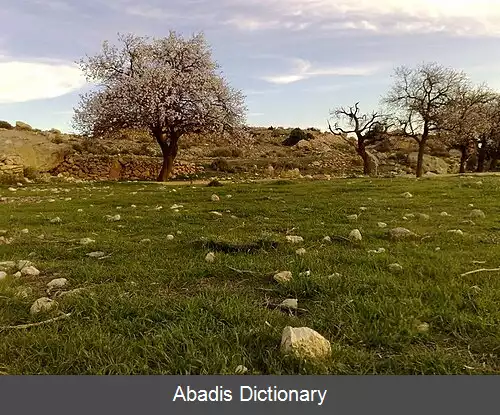 عکس عین زعطوط