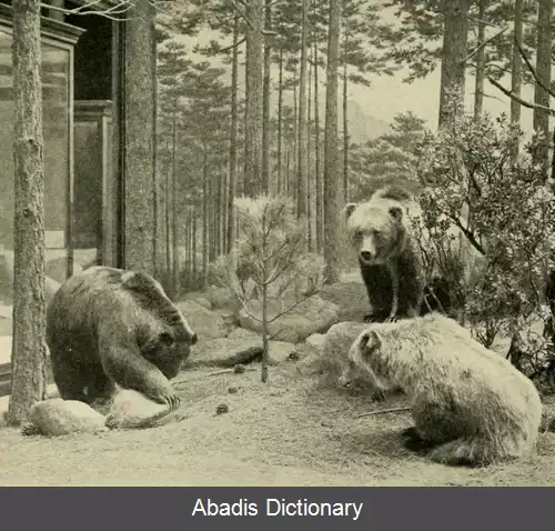 عکس خرس خاکستری مکزیکی