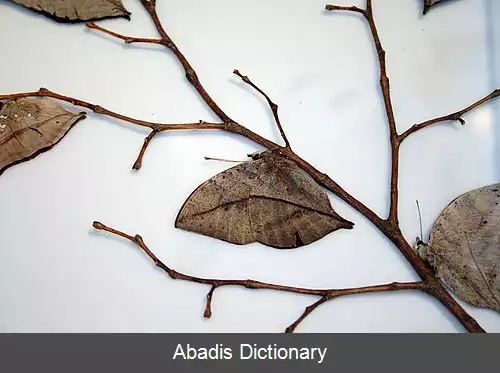 عکس بلوط برگی ها