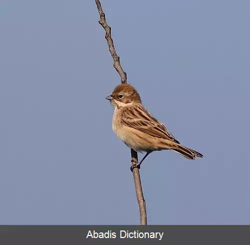 عکس زردپره نیزار پالاس