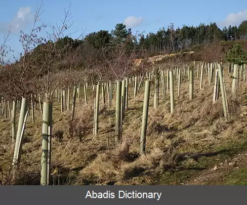 عکس قیم درخت