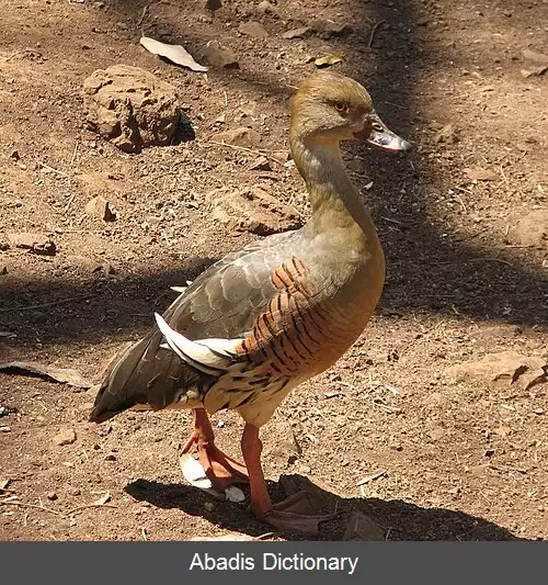 عکس اردک سوت زن پردار