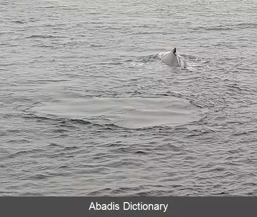 عکس رد نهنگ