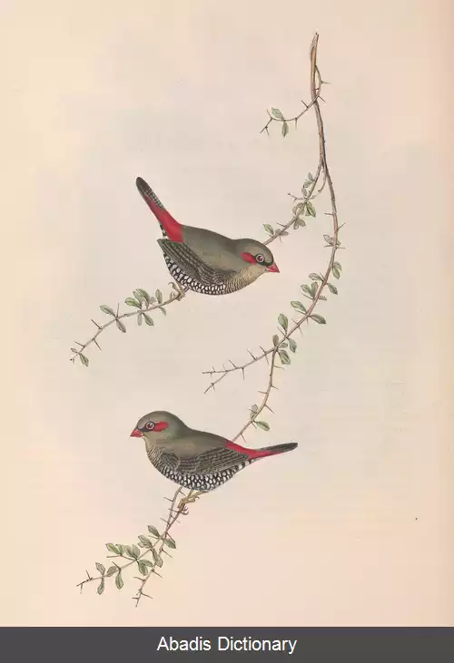 عکس دم آتشی گوش سرخ
