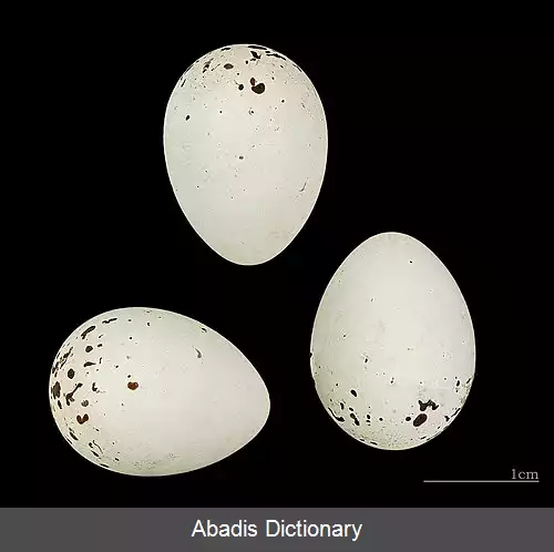عکس سهره سبز سینه زرد