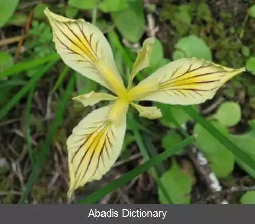 عکس زنبق های کالیفرنیایی