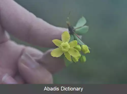 عکس زرشک سرخ میوه